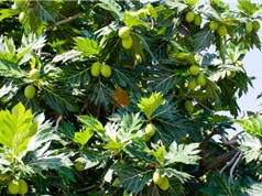  Cần Thơ: Sản xuất bánh và bún từ bột sa kê